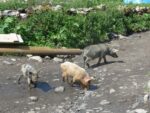 Freies Schweineleben in Uschguli
